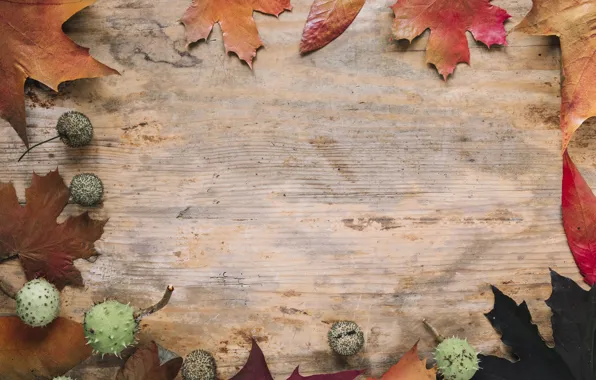Осень, листья, фон, дерево, colorful, wood, background, autumn