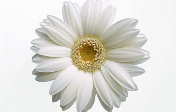 Белый, цветок, макро, лепестки, ромашка