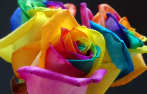 Картинка цветок, краски, роза, радуга, лепестки