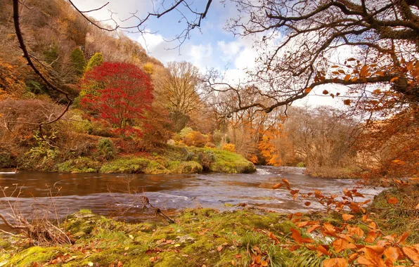 Картинка осень, лес, деревья, река, течение, берега, красно-жёлтая листва