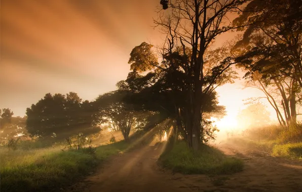Картинка дорога, свет, природа, туман, дерево, утро