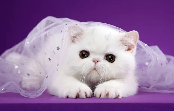 Кошка, белый, взгляд, поза, котенок, фон, сиреневый, мордочка