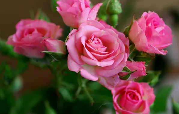 Картинка цветы, розы, красота, лепестки, розовые, flower, Rose, pink
