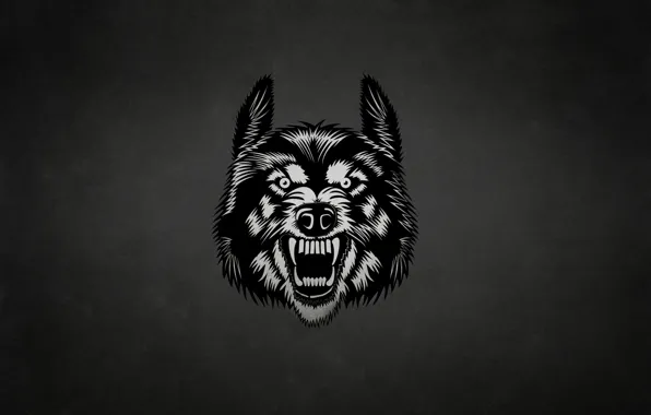 Морда, темный фон, волк, wolf