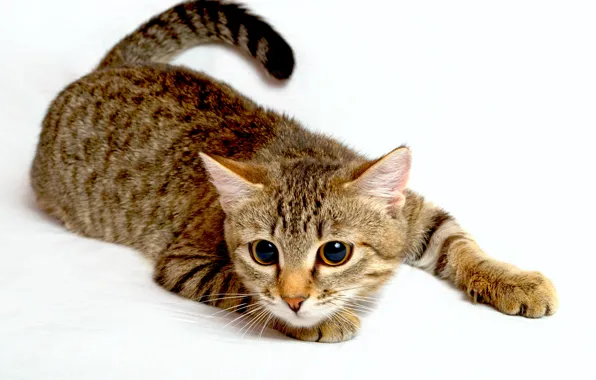 Картинка кот, взгляд, животное, лапы, хвост, белый фон, большие глаза