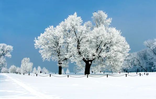 Зима, иней, небо, снег, деревья, парк, ограждение, дорожка
