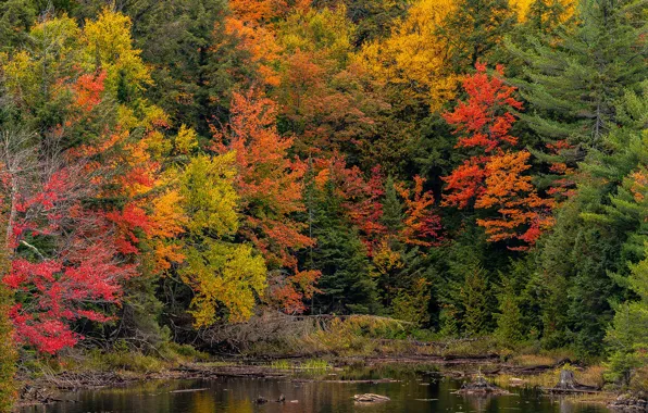 Осень, лес, деревья, пруд, парк, Канада, Ontario, Algonquin Park