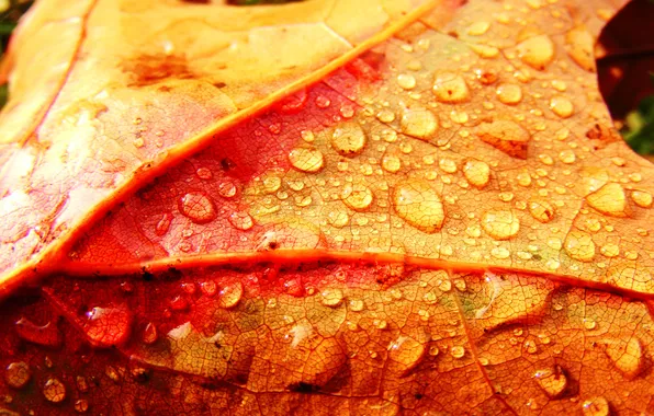 Осень, капли, лист, colorful leaf and drops