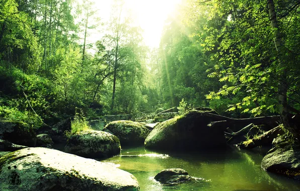 Картинка лес, река, Природа, Pyatkov_Denis