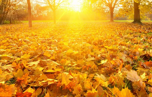 Картинка осень, листья, деревья, природа, парк