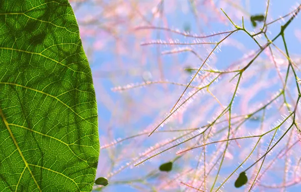 Картинка макро, лист, растение, тень, Скумпия