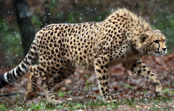 Взгляд, хищник, гепард, наблюдение, cheetah