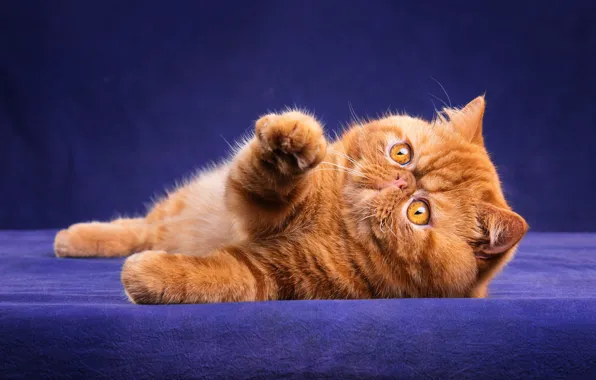 Кошка, кот, взгляд, морда, поза, котенок, лапки, рыжий