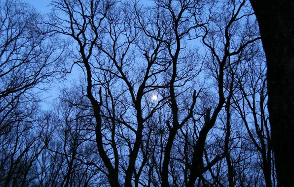 Деревья, луна, Moon