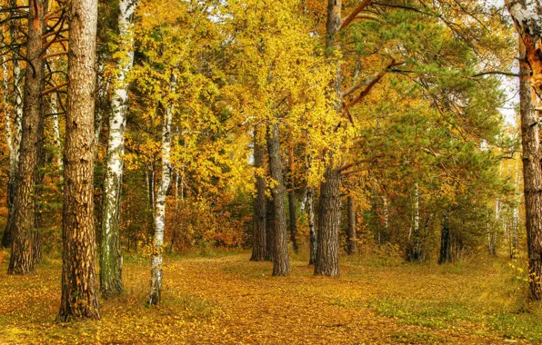 Картинка осень, листья, природа, желтые, береза, роща