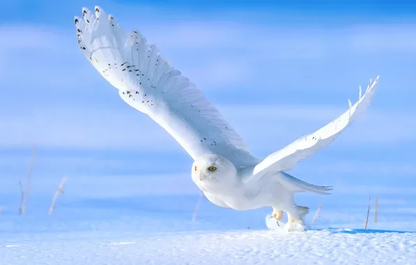 Картинка зима, снег, сова, птица, взлёт, полярная сова