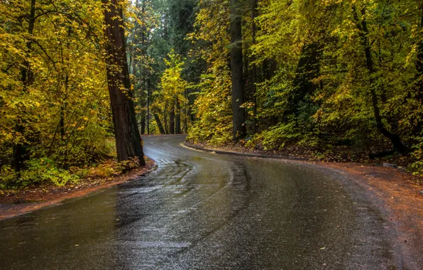 Дорога, осень, лес, деревья, Калифорния, США, Йосемити