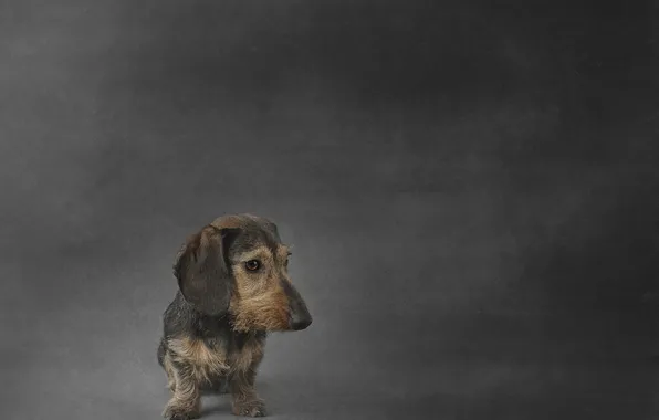 Картинка взгляд, друг, собака, Wirehaired miniature Dachshund