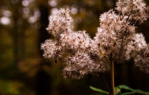 Forest, flower, trees, blossom, macro, plant, bloom