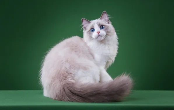 Кошка, кот, взгляд, поза, котенок, светлый, мордочка, хвост