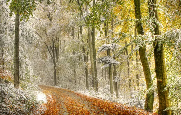 Дорога, осень, лес, листья, снег, деревья, дымка