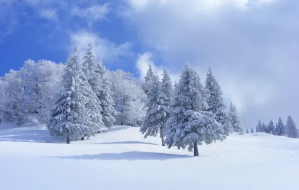 Картинка зима, лес, небо, облака, снег, деревья, ель