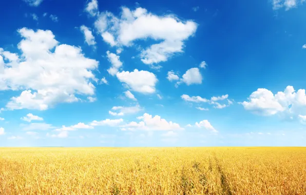 Картинка пшеница, поле, лето, облака, синева, равнина, горизонт, колосья