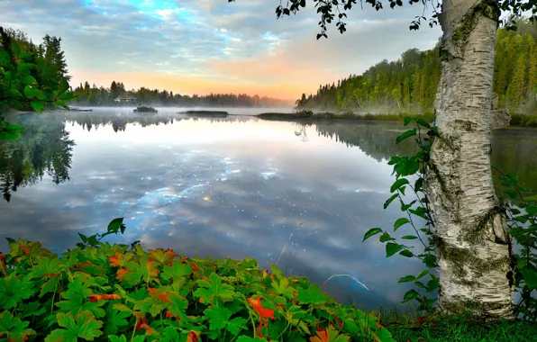 Осень, деревья, пейзаж, природа, туман, озеро, утро, Канада