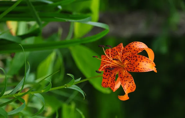 Лилия, оранжевая, в крапинку, на зеленом фоне