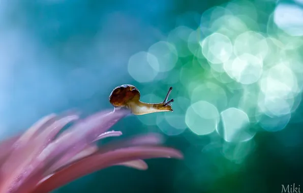 Картинка цветок, макро, улитка, насекомое, photo by Miki