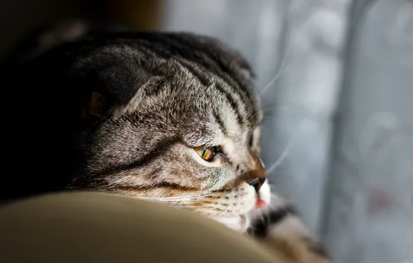Язык, кошка, кот, взгляд, морда, свет, серый, портрет