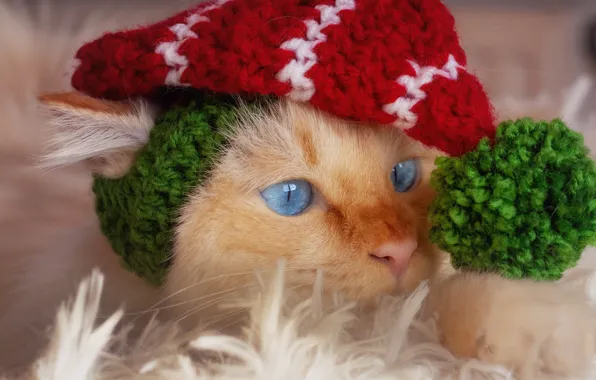 Кошка, кот, взгляд, морда, игра, портрет, рыжий, лежит