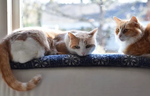 Картинка кошка, кот, взгляд, свет, окно