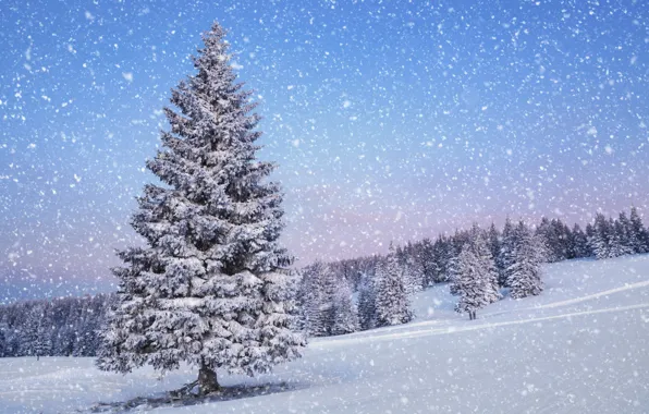 Картинка зима, снег, пейзаж, природа, елка, время года