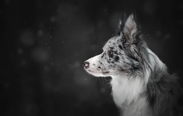 Картинка зима, снег, темный фон, собака, профиль, снегопад, боке, бордер-колли