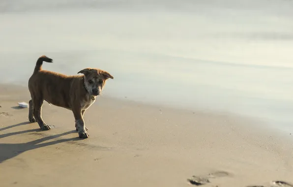 Пляж, собака, щенок