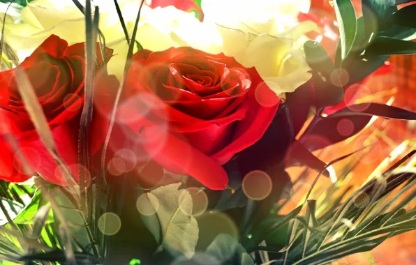 Цветы, розы, букет, красные, red, flowers, bouquet, roses