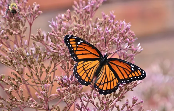 Картинка макро, бабочка, Данаида монарх