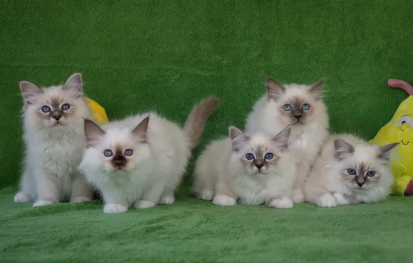 Взгляд, поза, котенок, фон, игрушки, котята, белые, котёнок