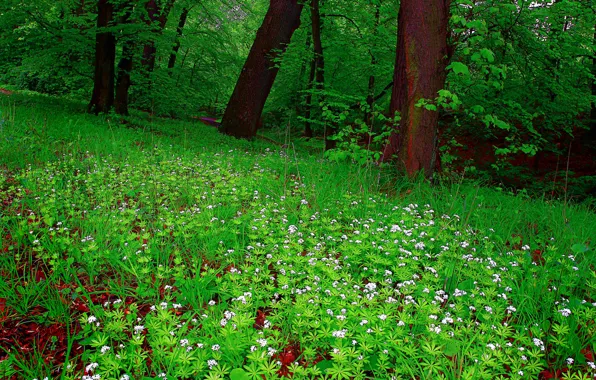 Картинка лес, трава, деревья, цветы, опушка