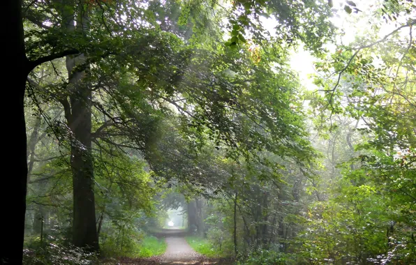 Картинка Октябрь, Trees, Дорожка, October, Autumn, Утро, Nature, Деревья