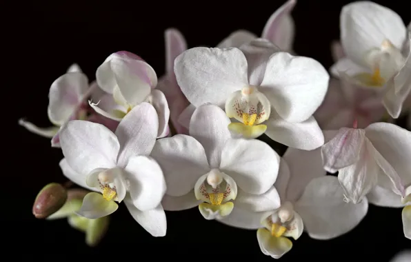 Макро, белая, орхидея