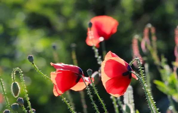 Red, flower, poppy
