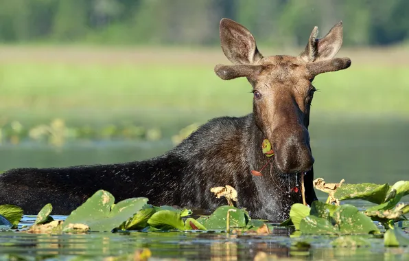 Картинка листья, вода, лось