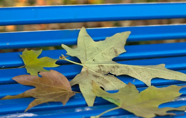 Картинка осень, листья, парк, скамья