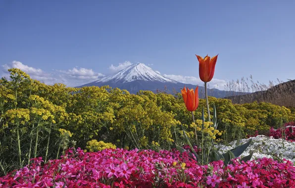 Картинка небо, цветы, Япония, тюльпаны, Фудзияма