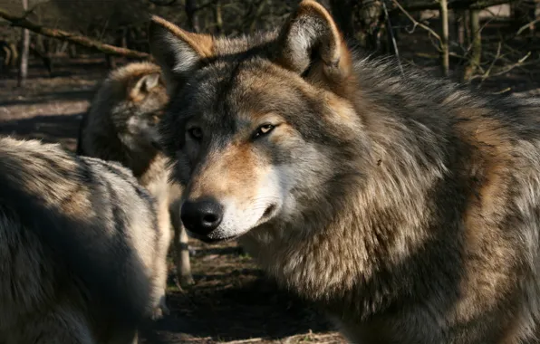 Стая, волки, Gray Wolf