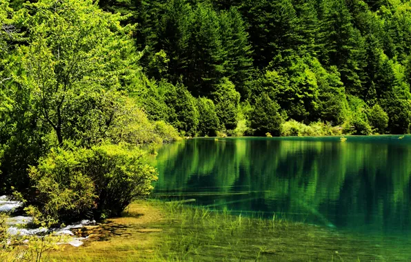 Зелень, деревья, озеро, парк, Китай, Jiuzhaigou National Park