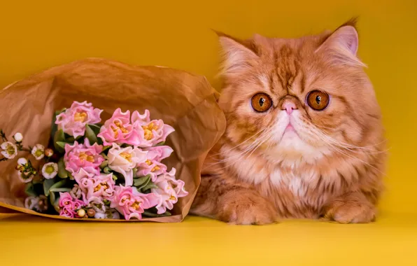 Кошка, кот, взгляд, цветы, поза, бумага, портрет, пакет