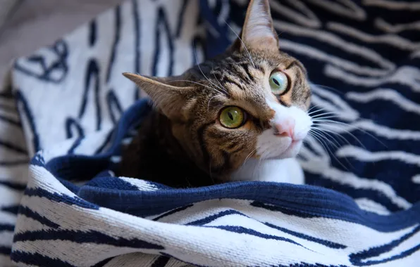 Кошка, кот, взгляд, морда, уют, тепло, серый, отдых